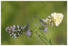 Der Kampf mit dem Wind .................