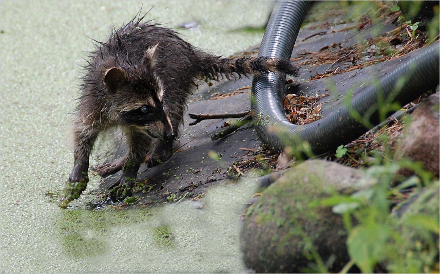 der Kampf mit der Wasserschlange