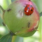 Der Kampf um den kleinen Erdball ... ??