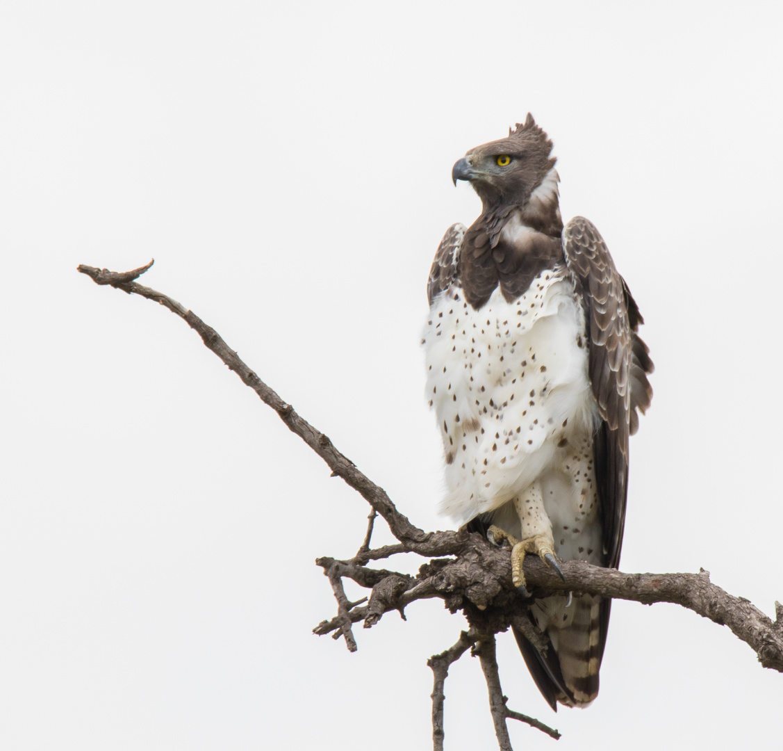 Der Kampfadler/Martial Eagle