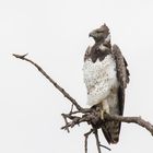 Der Kampfadler/Martial Eagle