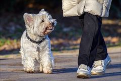 Der Kampfhund