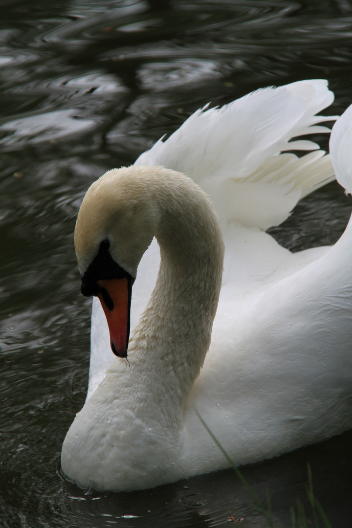 der kampflustige Schwan