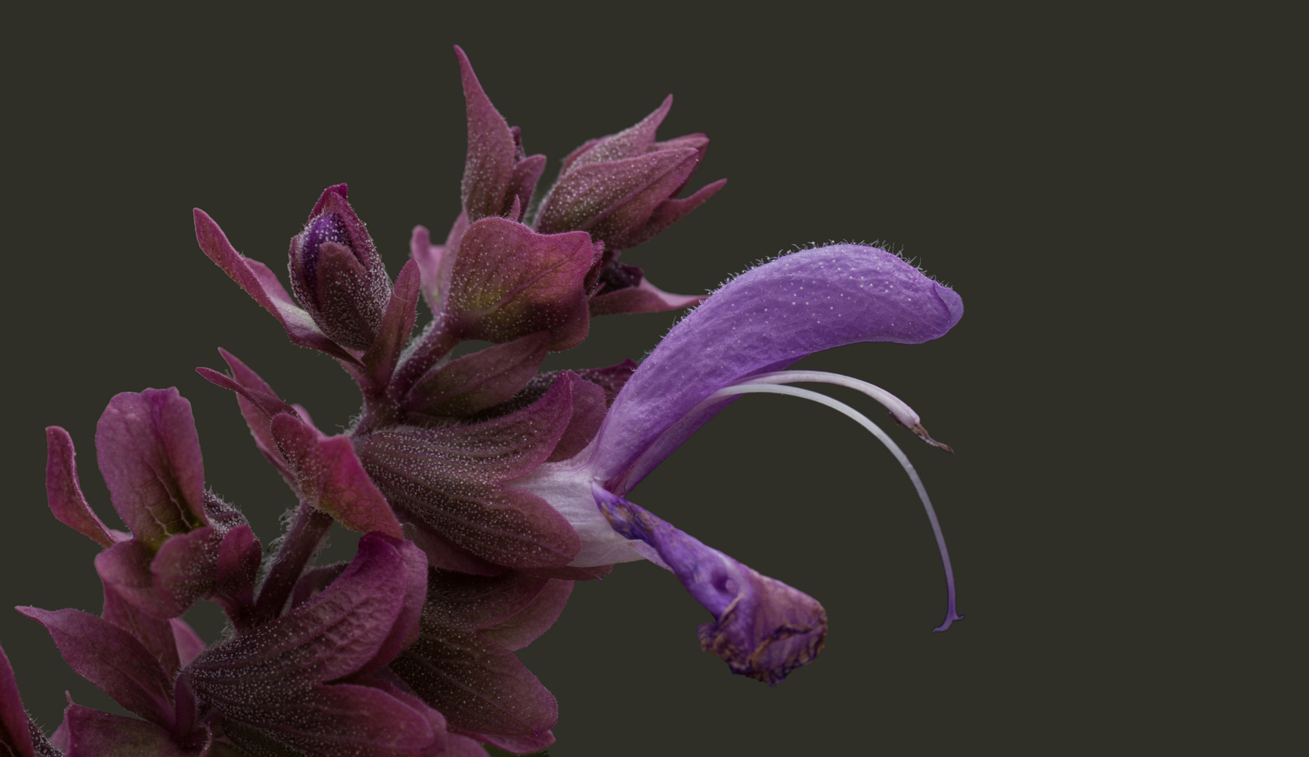 Der Kanarensalbei (Salvia Canariensis)
