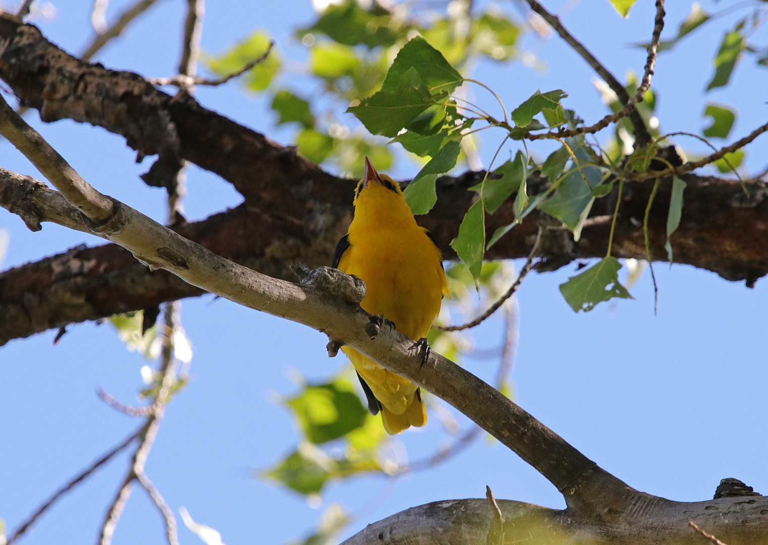 ~der Kanarienvogel~