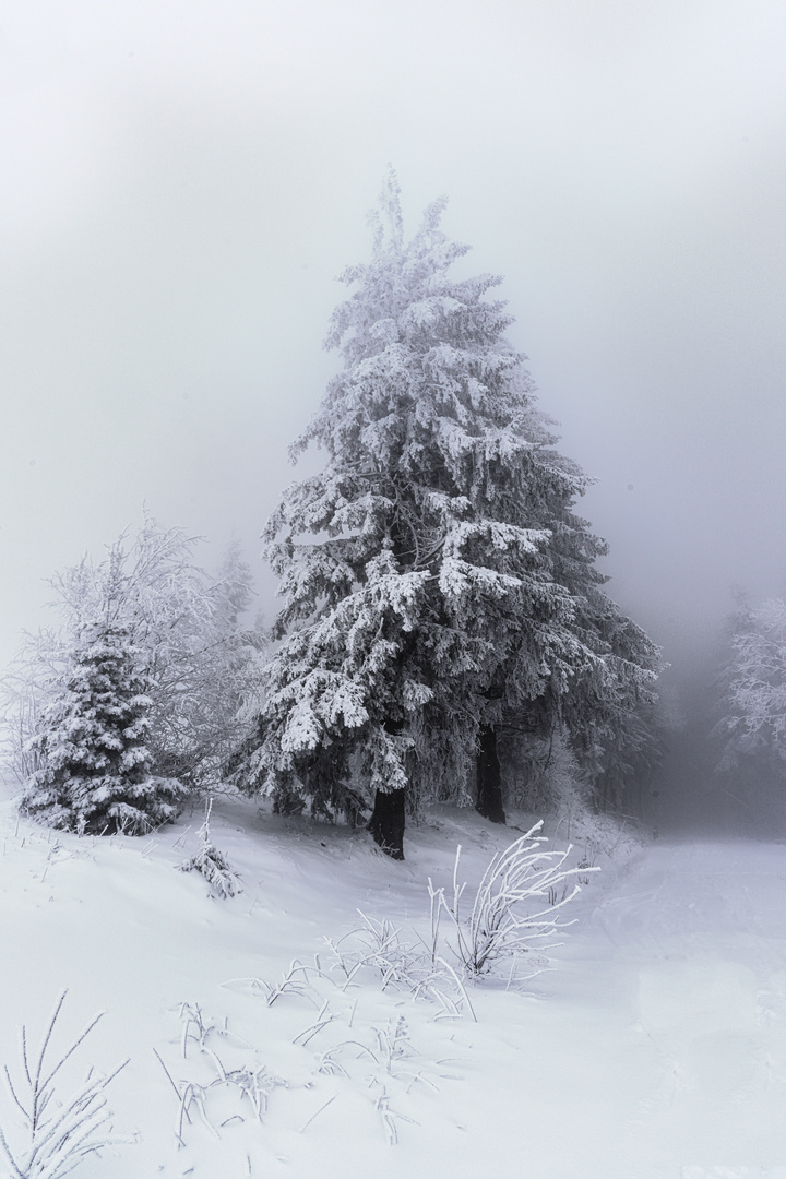 Der Kandel im Nebel 