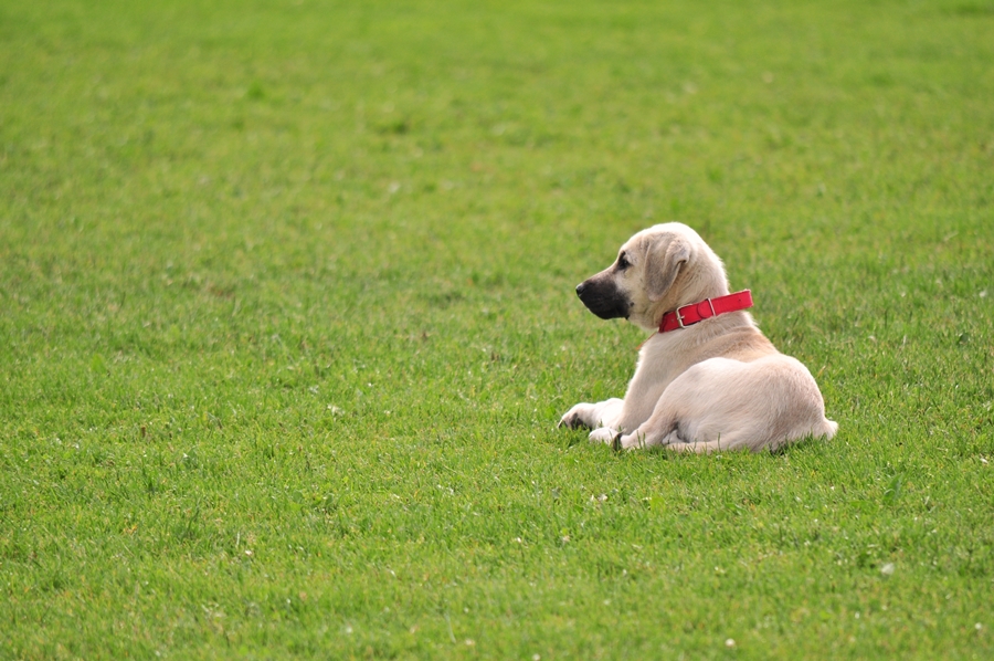 Der Kangal in seinem Element