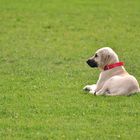 Der Kangal in seinem Element