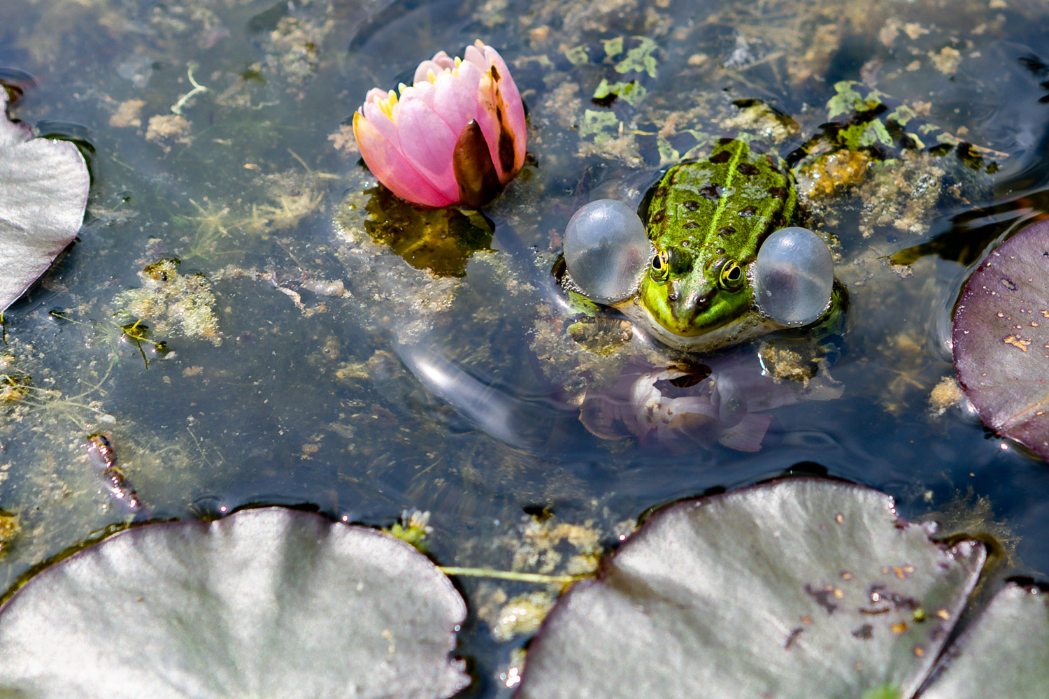 Der kann nicht schwimmen! Foto & Bild tiere, wildlife, amphibien & reptilien Bilder auf