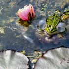 Der kann nicht schwimmen!