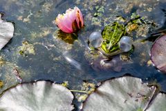 Der kann nicht schwimmen!