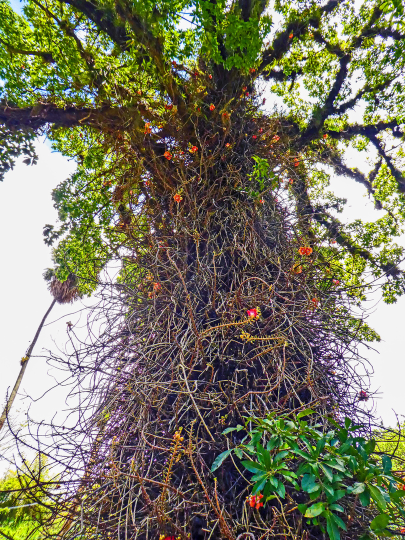 DER KANONENKUGELBAUM......