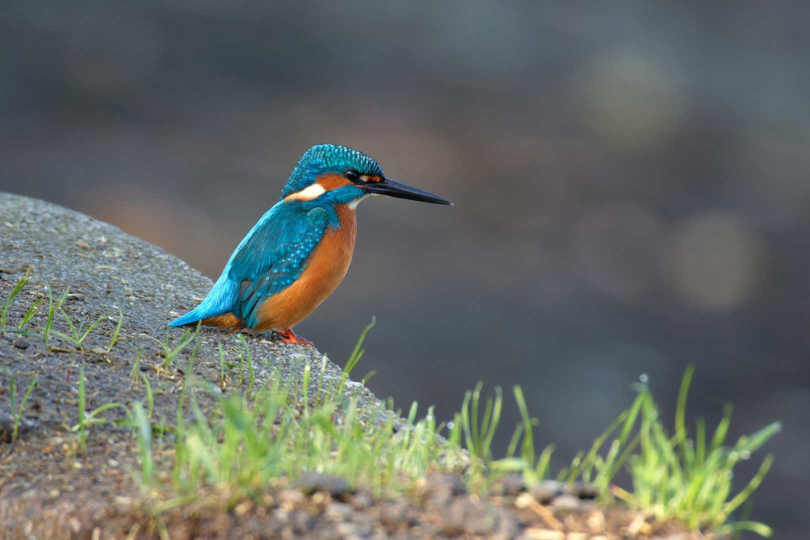 Der Kantenhocker - Eisvogel  (Alcedo atthis)