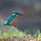 Der Kantenhocker - Eisvogel  (Alcedo atthis)