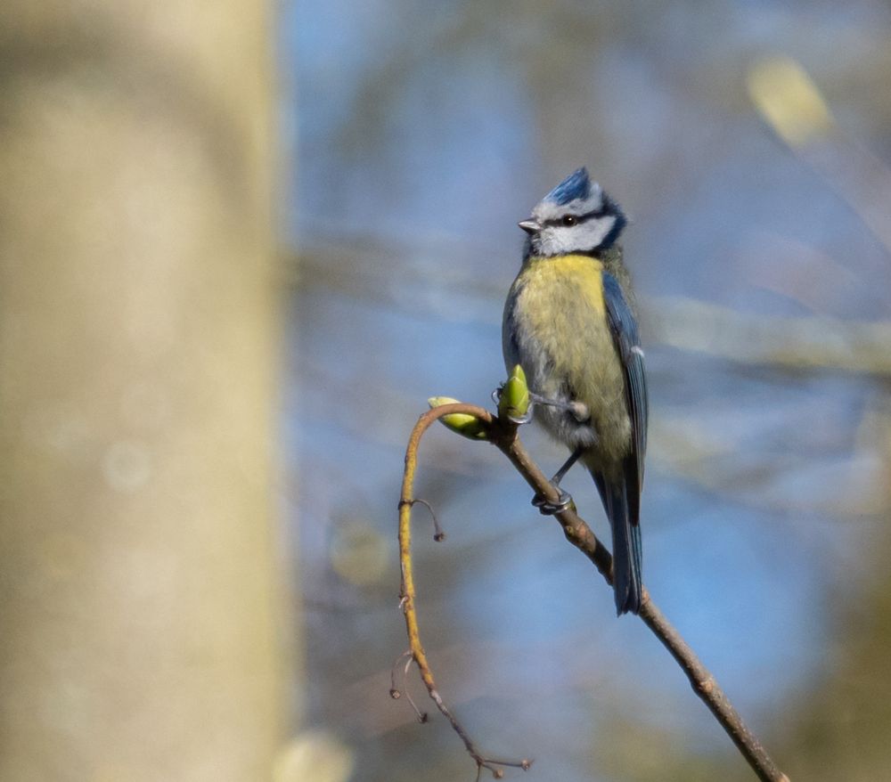 Der Kapitän. Foto & Bild tiere, wildlife, wild lebende vögel Bilder