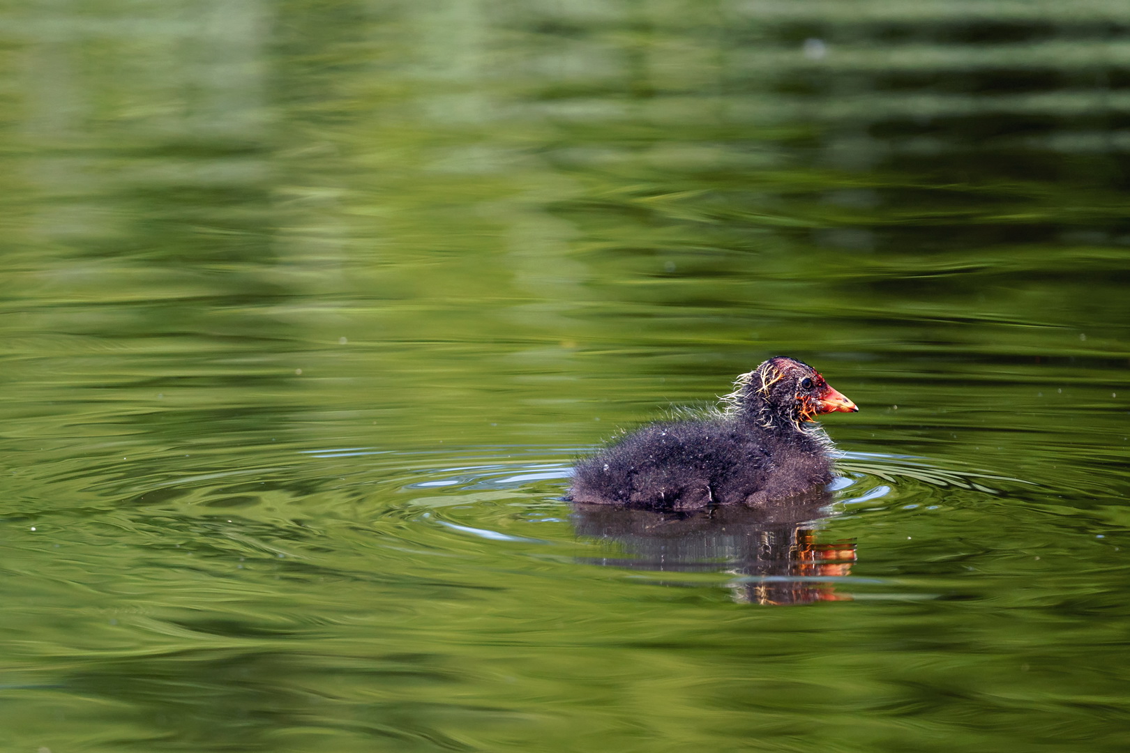 Der Kapitän im Teich