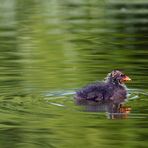 Der Kapitän im Teich