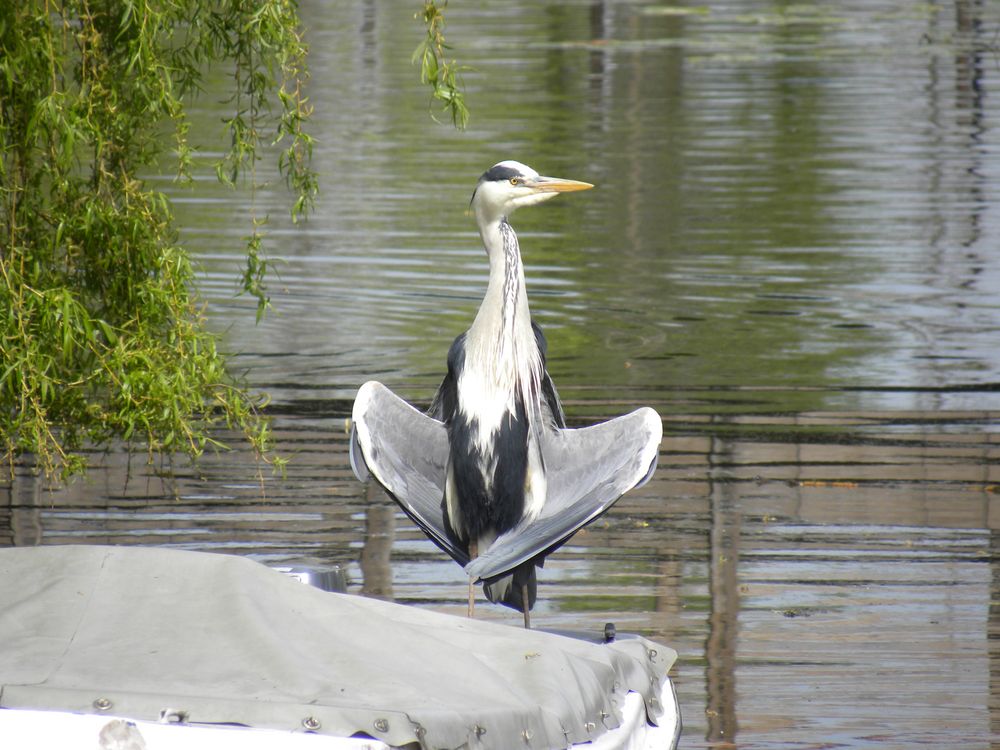 Der Kapitän in seinem Boot von W.H.Friedrich 