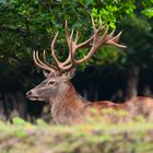 Der Kapitale Hirsch....