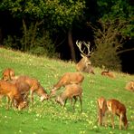 Der kapitale Hirsch sieht gelassen dem Treiben der geringen Hirsche zu.