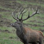 Der kapitale Hirsch steht nahe vor mir