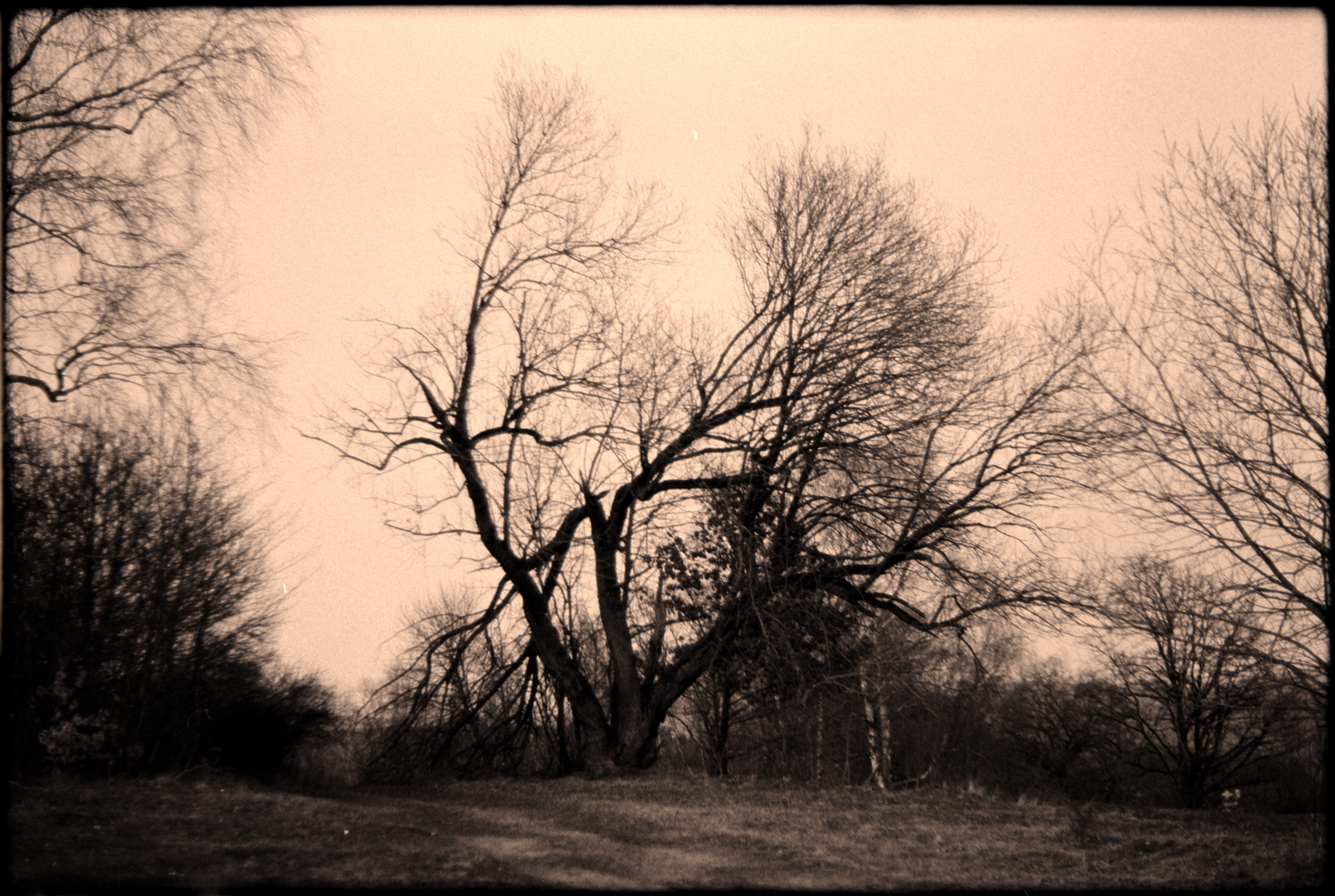 Der kaputte Baum