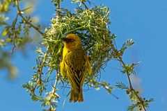 Der Kapweber (Cynictis penicillata) bei der Arbeit.