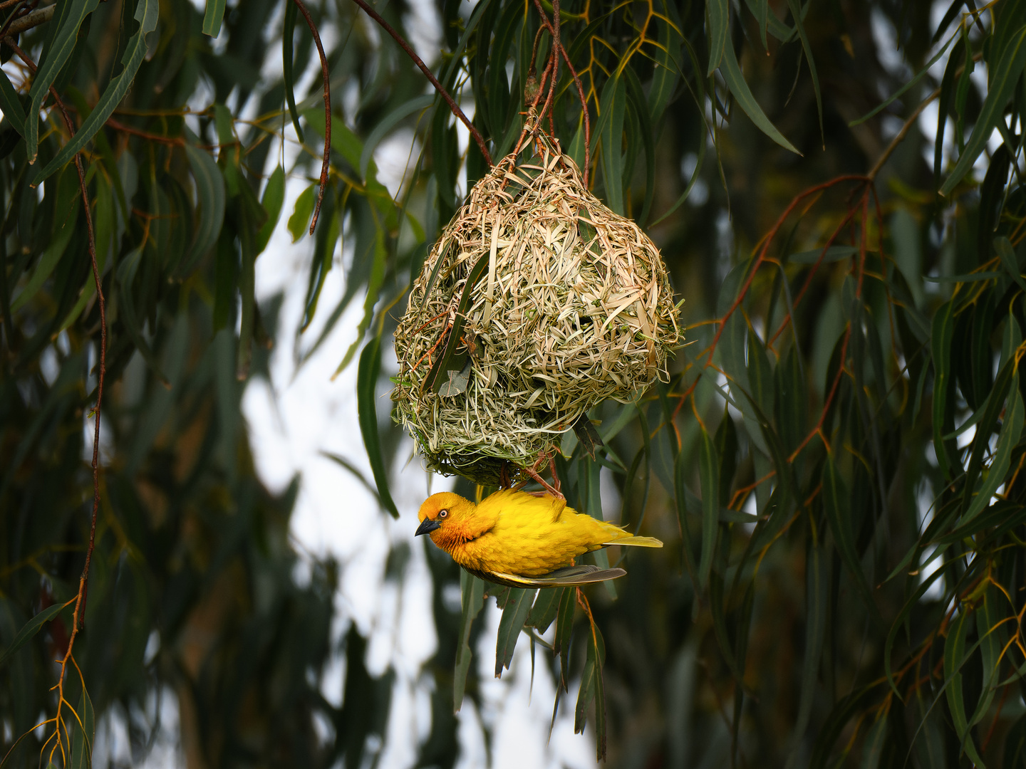 Der Kapweber und sein Nest