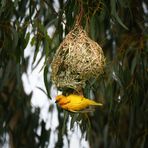 Der Kapweber und sein Nest