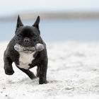 der Karlie am Hundestrand