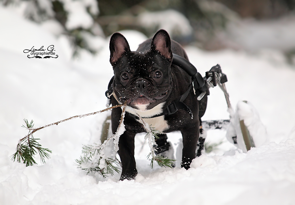 Der Karlie in Tirol beim Wintersport