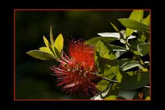 Der Karminrote Zylinderputzer (Callistemon citrinus)