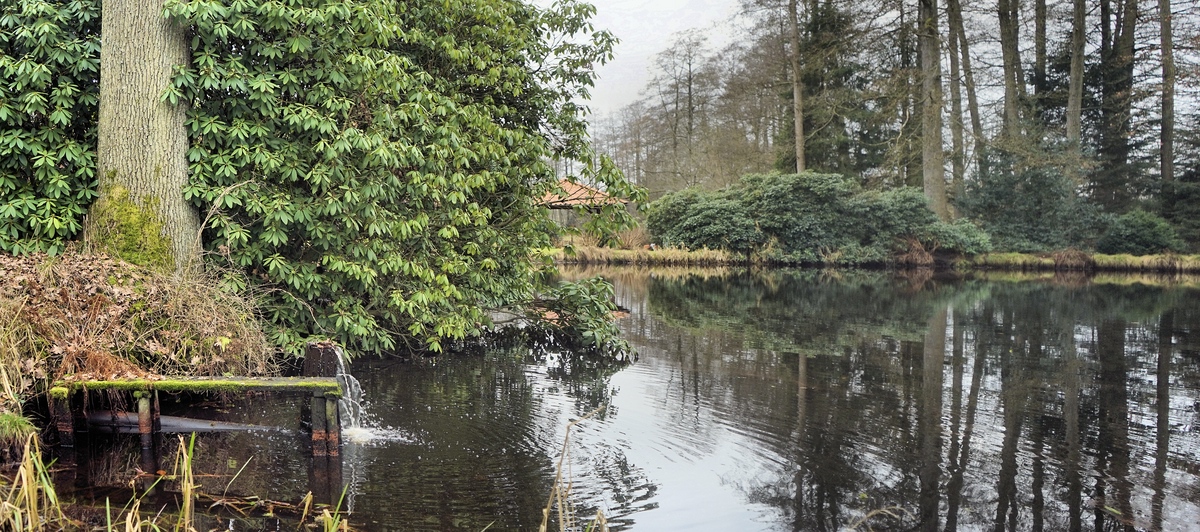 Der Karpfenteich mit Kois