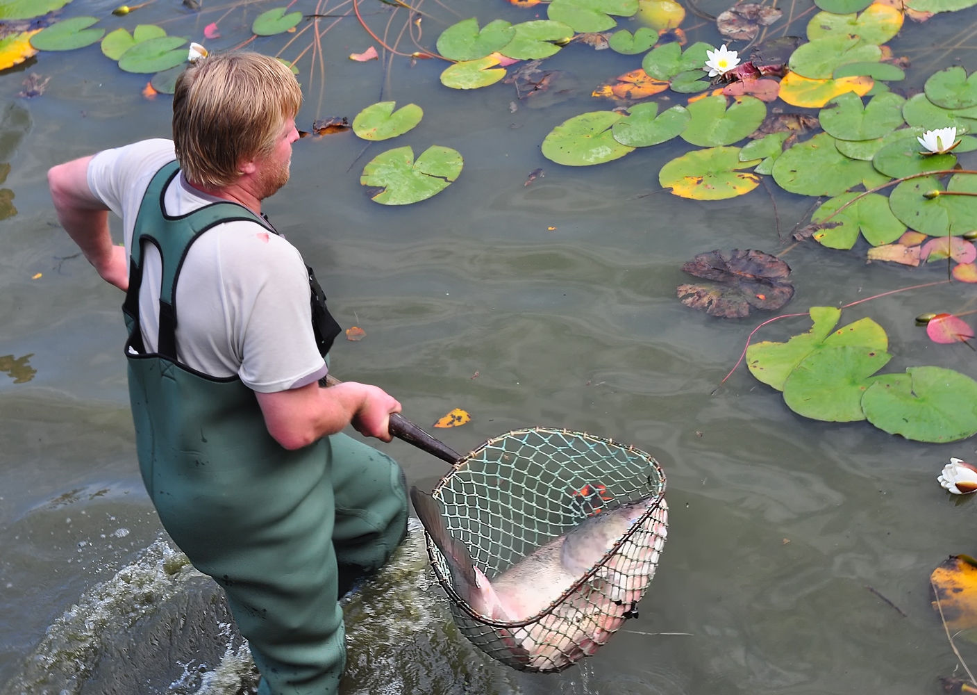 DER KARPFENTEICH WIRD ABGELASSEN