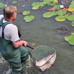 DER KARPFENTEICH WIRD ABGELASSEN