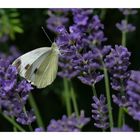 Der Karstweißling am Lavendel