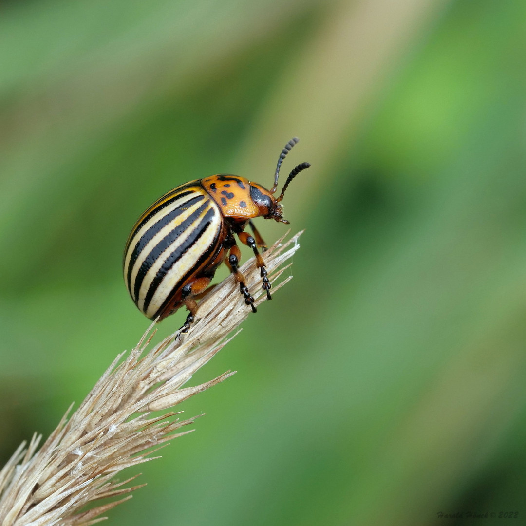 der Kartoffelkäfer.. Foto & Bild natur, insekten, tiere Bilder auf der Kartoffelkäfer.. Foto & Bild natur, insekten, tiere Bilder auf