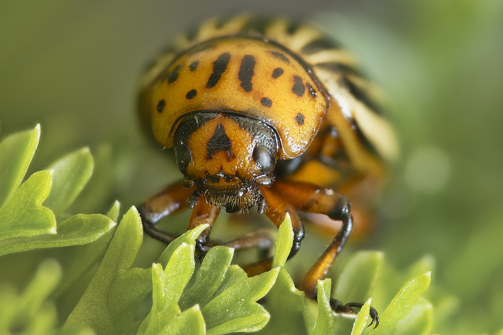 Der Kartoffelkäfer Foto & Bild tiere, wildlife, insekten Bilder auf Der Kartoffelkäfer Foto & Bild tiere, wildlife, insekten Bilder auf