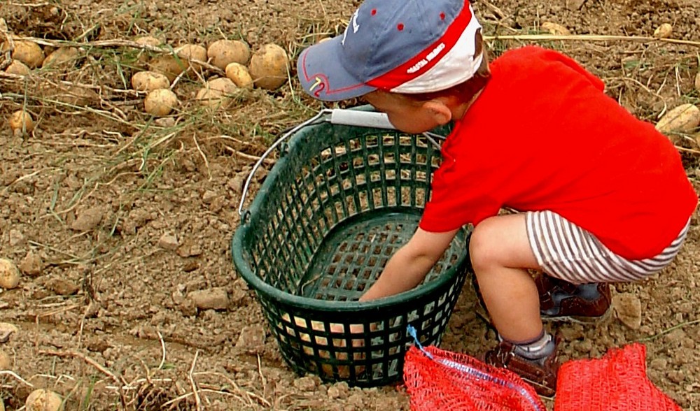 Der Kartoffelpit bei der Arbeit.......