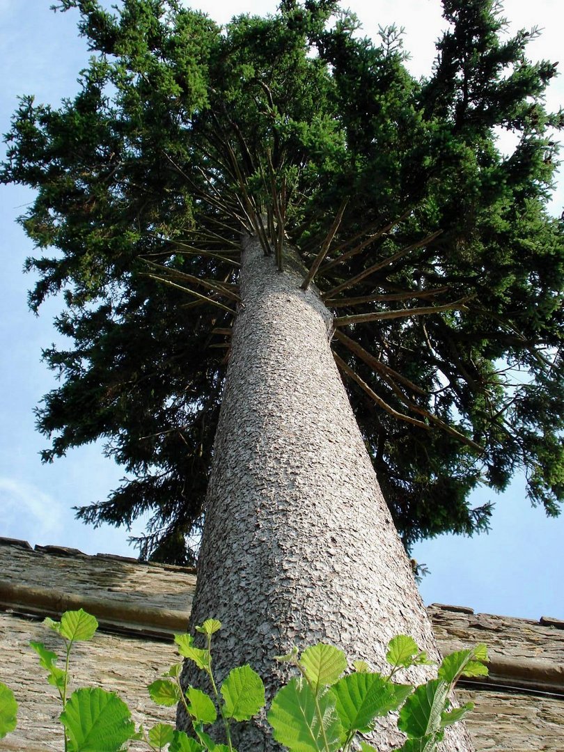 Der Karussell-Baum