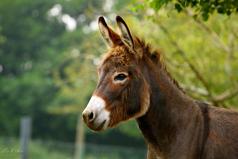 Der Kasimir