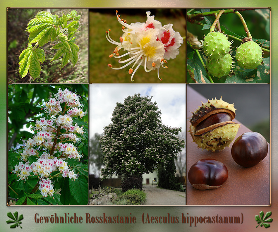 Der Kastanienbaum