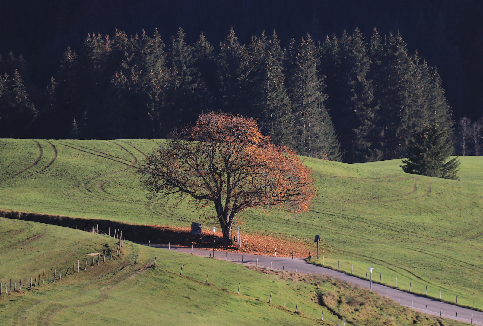 Der Kastanienbaum