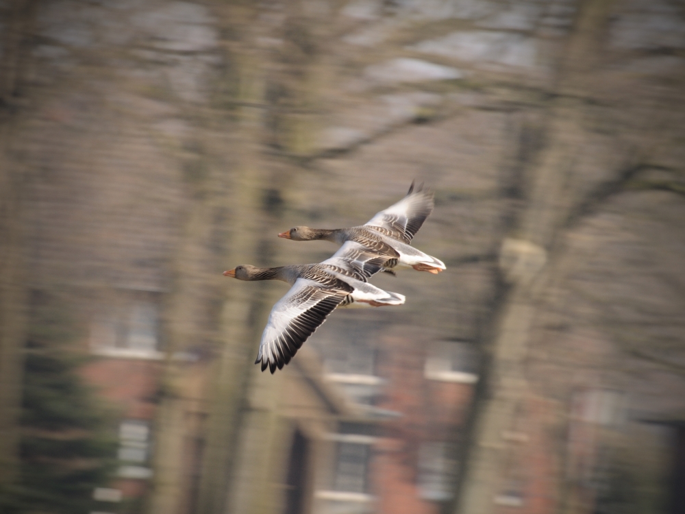 Der Katamaran unter den Flugtieren