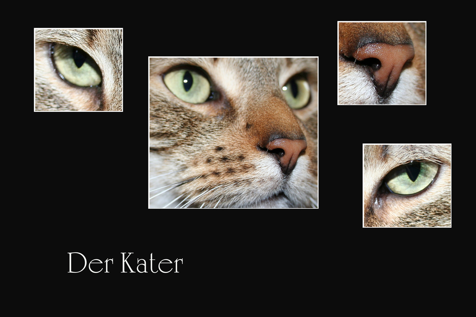 Der Kater