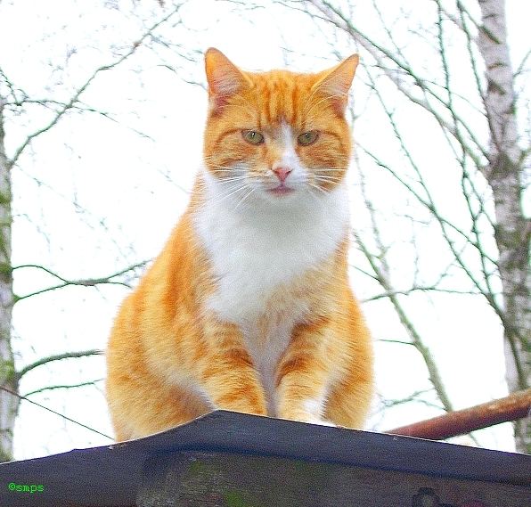 Der Kater a.d.heißen Blechdach