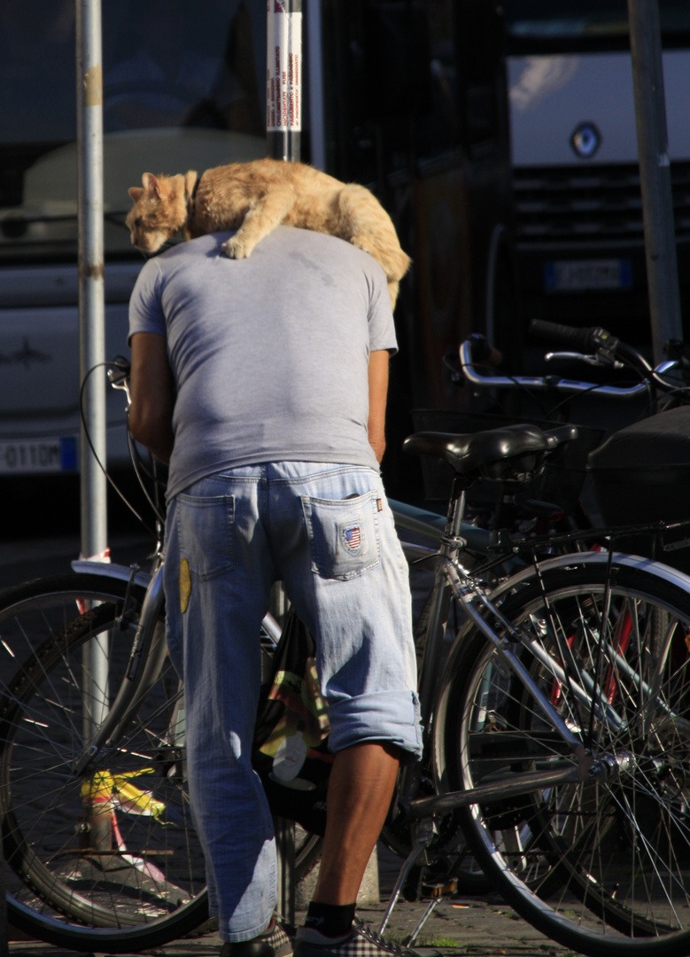 Der Kater immer dabei 2