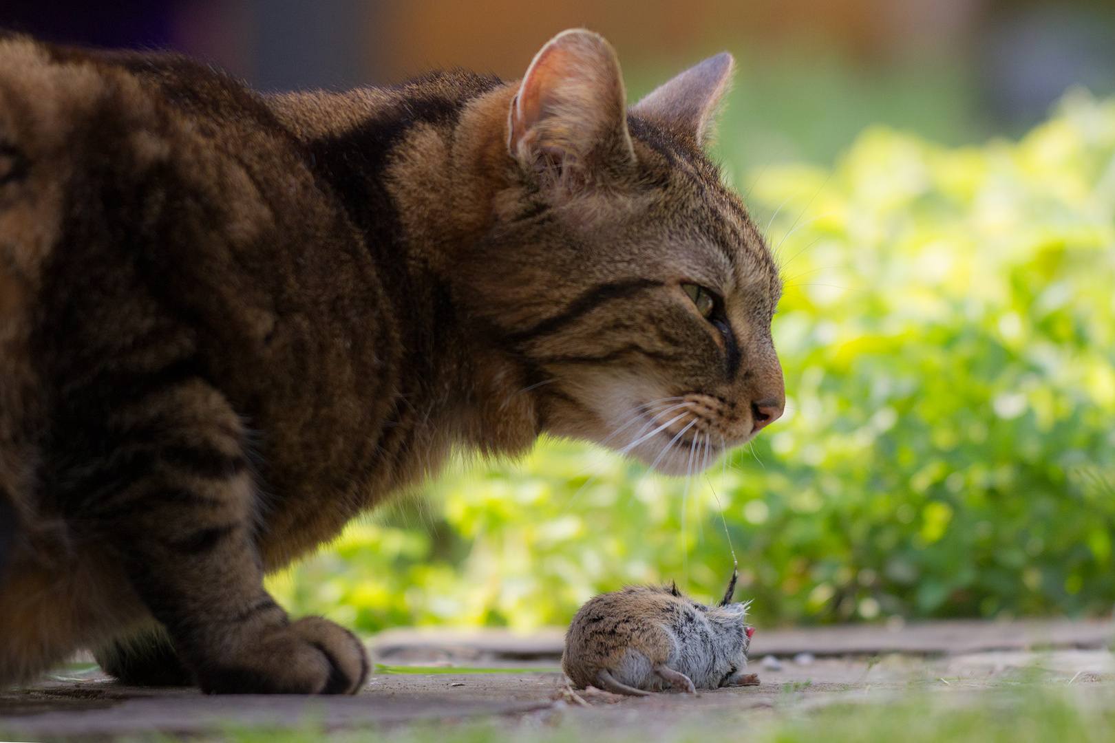 Der Kater lässt das Mausen nicht