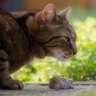 Der Kater lässt das Mausen nicht