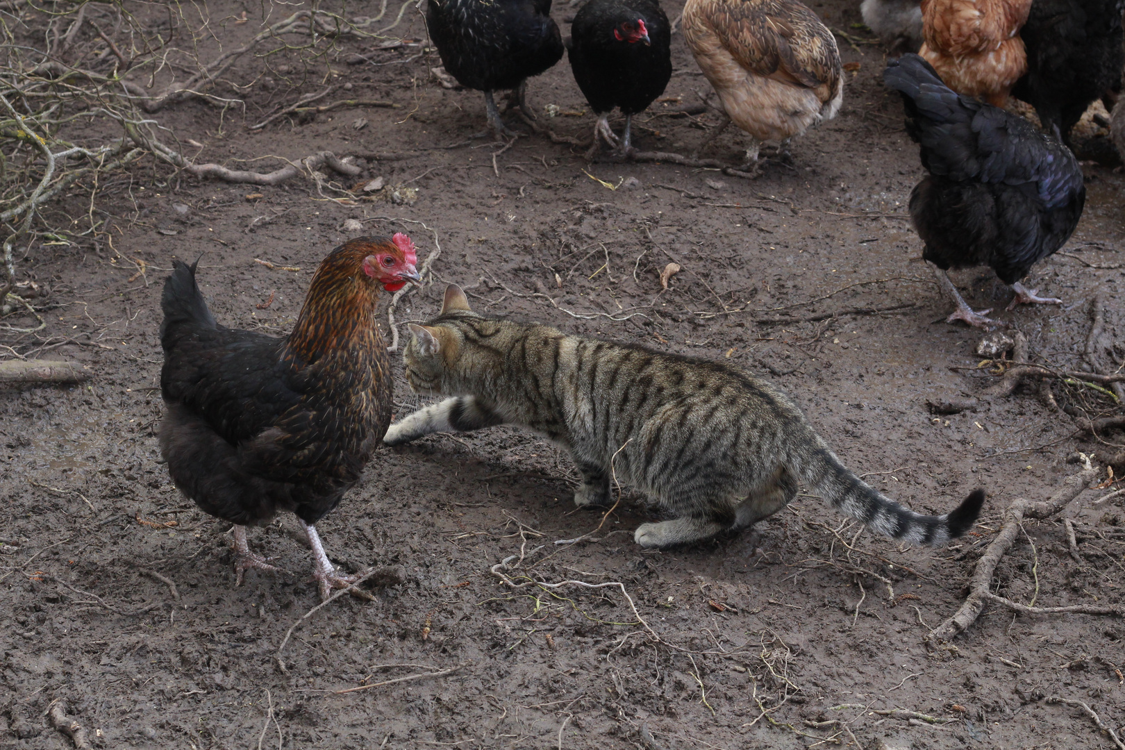 Der Kater lässt das mausen nicht